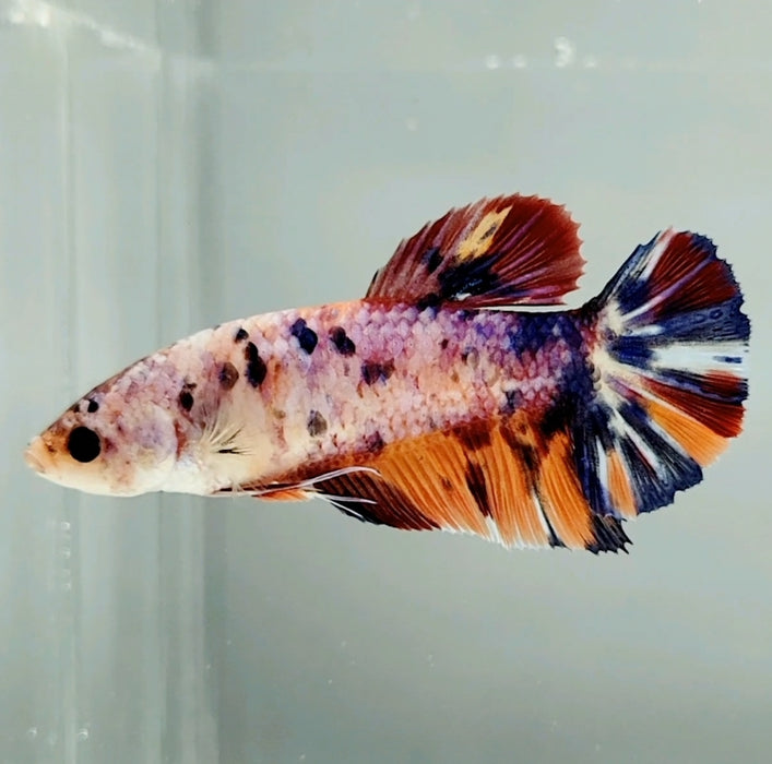 Giant Galaxy Koi Female Betta Fish GB-0730