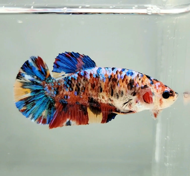 Giant Galaxy Koi Female Betta Fish GB-0731