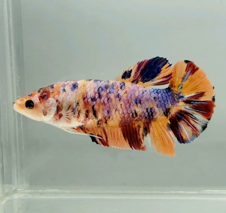 Giant Galaxy Koi Female Betta Fish GB-0733