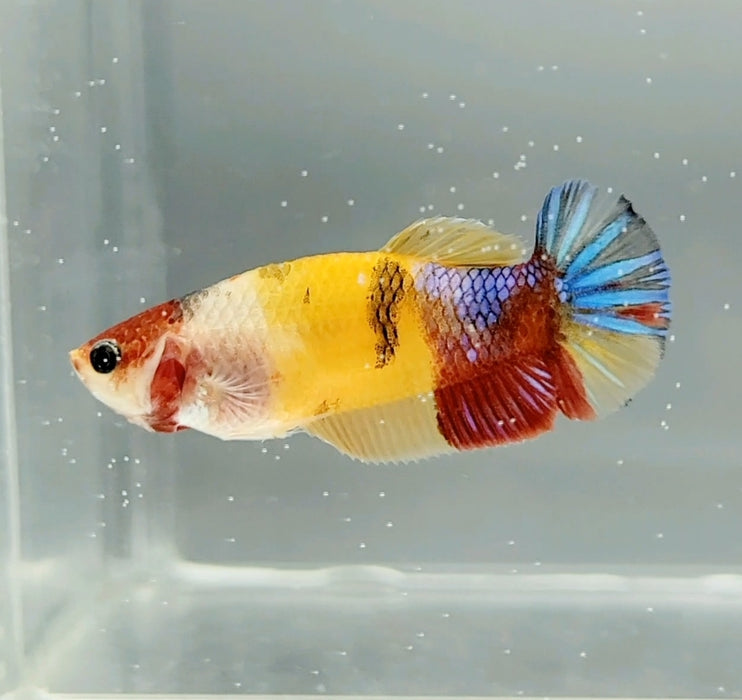 Galaxy Nemo Koi Female Betta Fish GK-0756