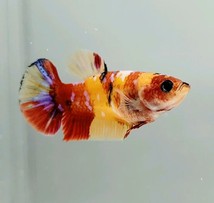 Galaxy Nemo Koi Female Betta Fish GK-0757