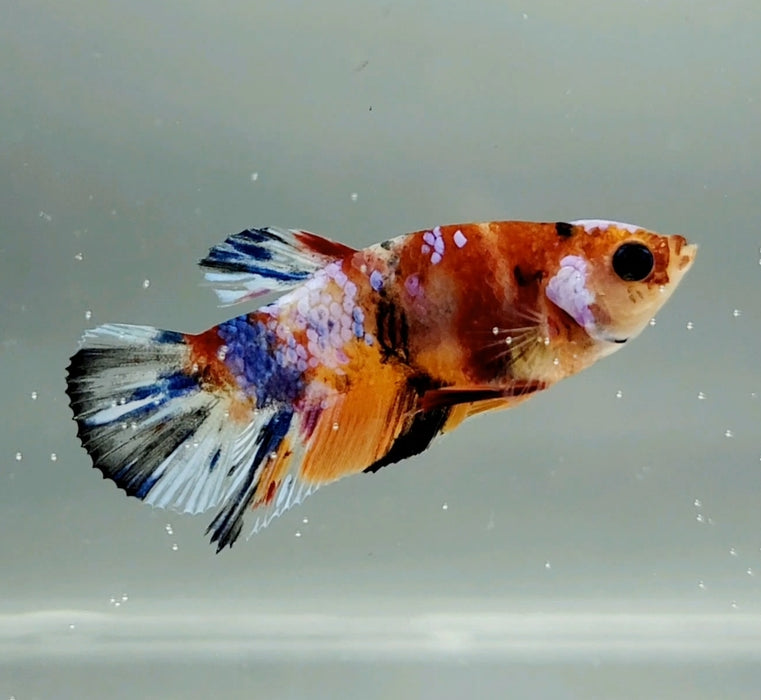 Galaxy Nemo Koi Female Betta Fish GK-0758