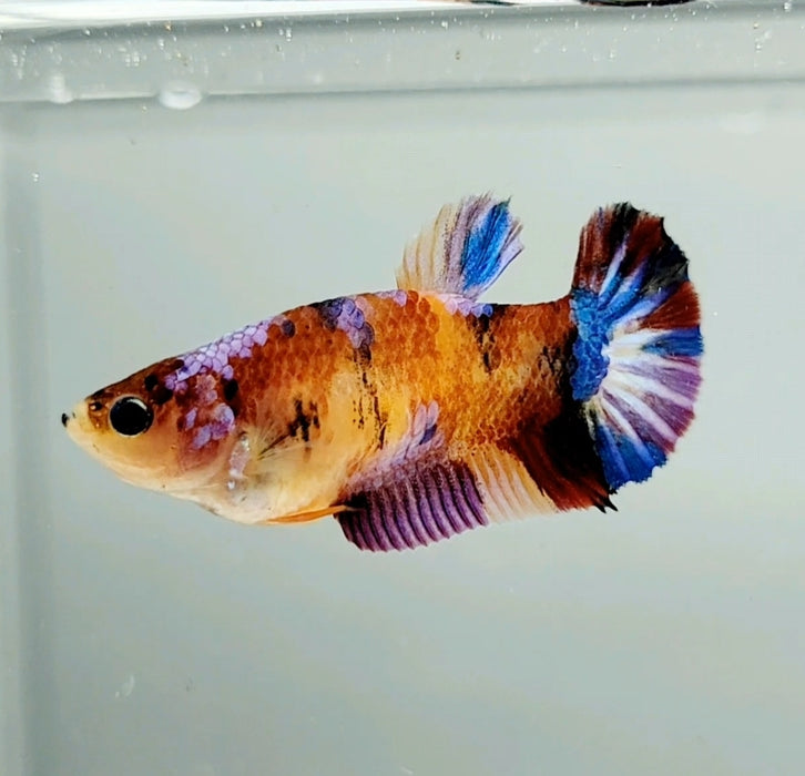 Galaxy Nemo Koi Female Betta Fish GK-0759