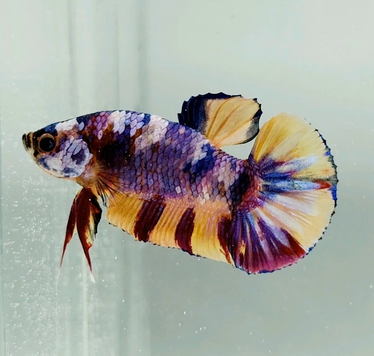 Galaxy Koi Female Betta Fish GK-0765