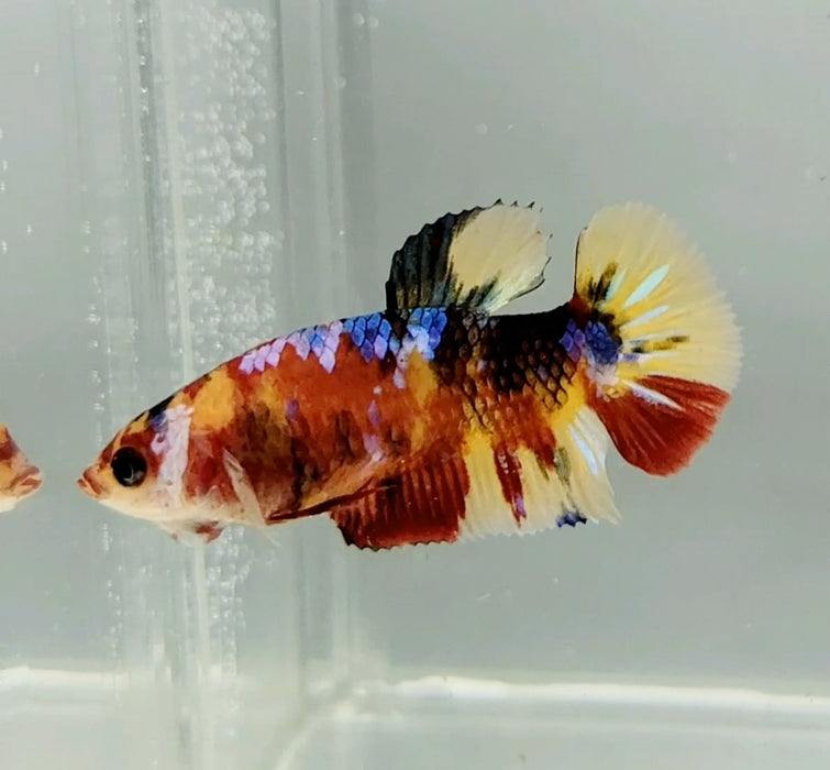 Galaxy Koi Female Betta Fish GK-0767
