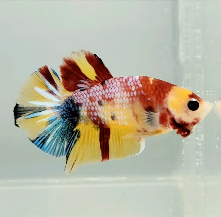 Galaxy Koi Male Betta Fish GK-0769
