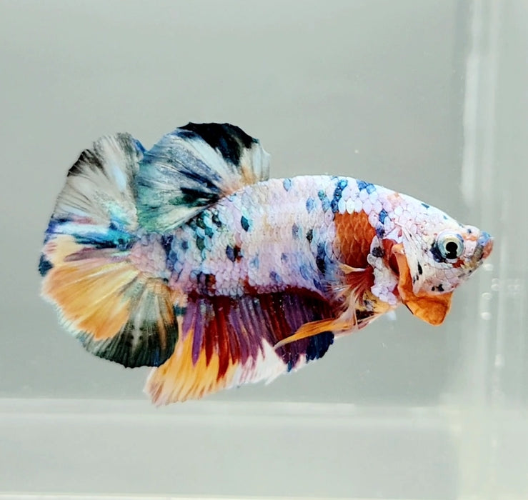 Candy Galaxy Koi Male Betta Fish GK-0772