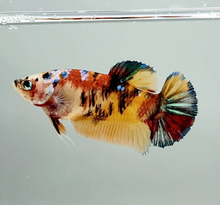 Galaxy Koi Female Betta Fish GK-0777