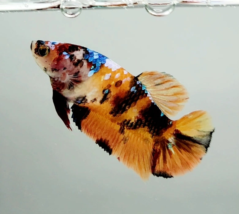 Galaxy Koi Female Betta Fish GK-0778