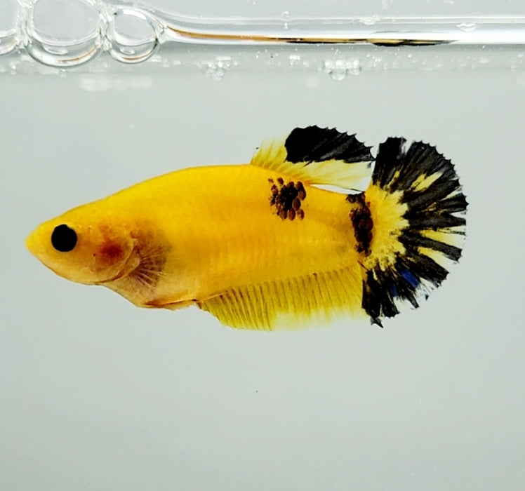 Yellow Hellboy Female Betta Fish HB-0779