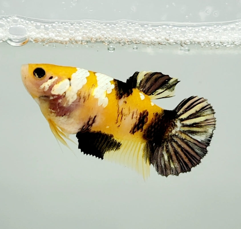 Yellow Copper Koi Female Betta Fish YK0782 — JV Betta