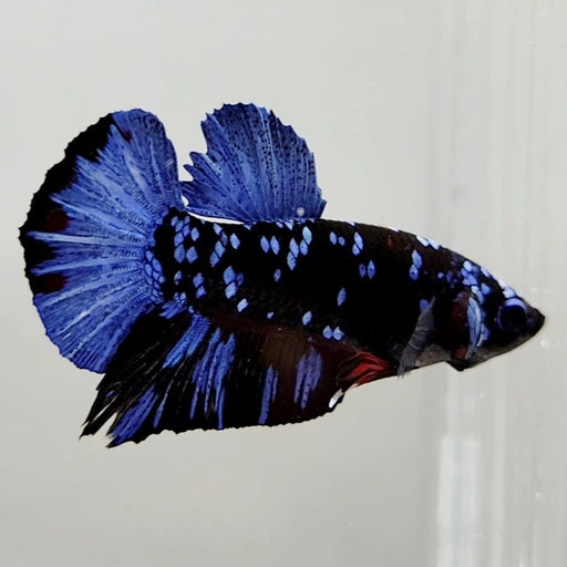 Avatar Gordon Male Betta Fish AV-0803