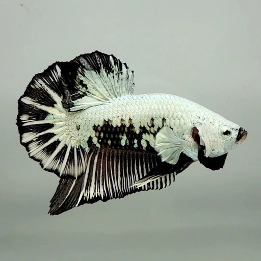 Snow Mamba Male Betta Fish SM-0799
