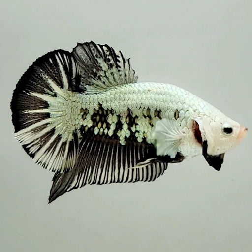 Snow Mamba Male Betta Fish SM-0802