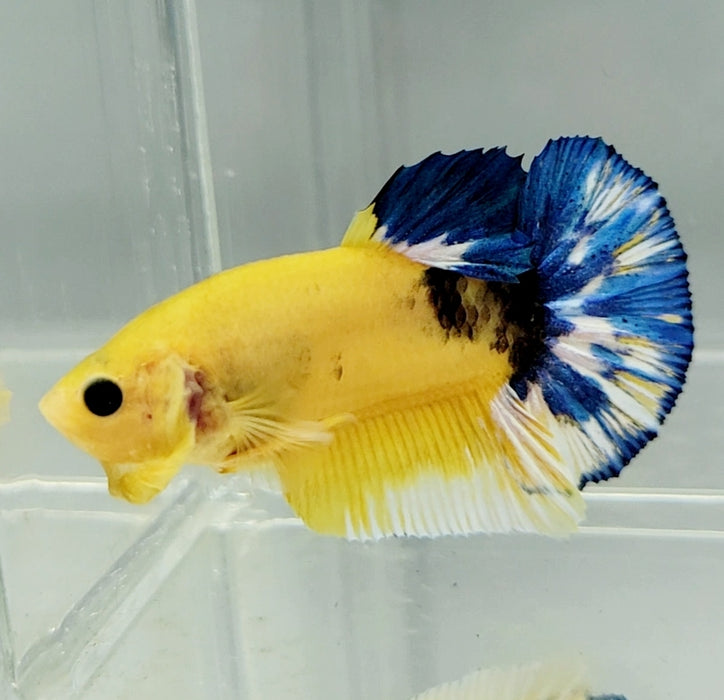 Yellow Hellboy Betta Fish Male HB-0810