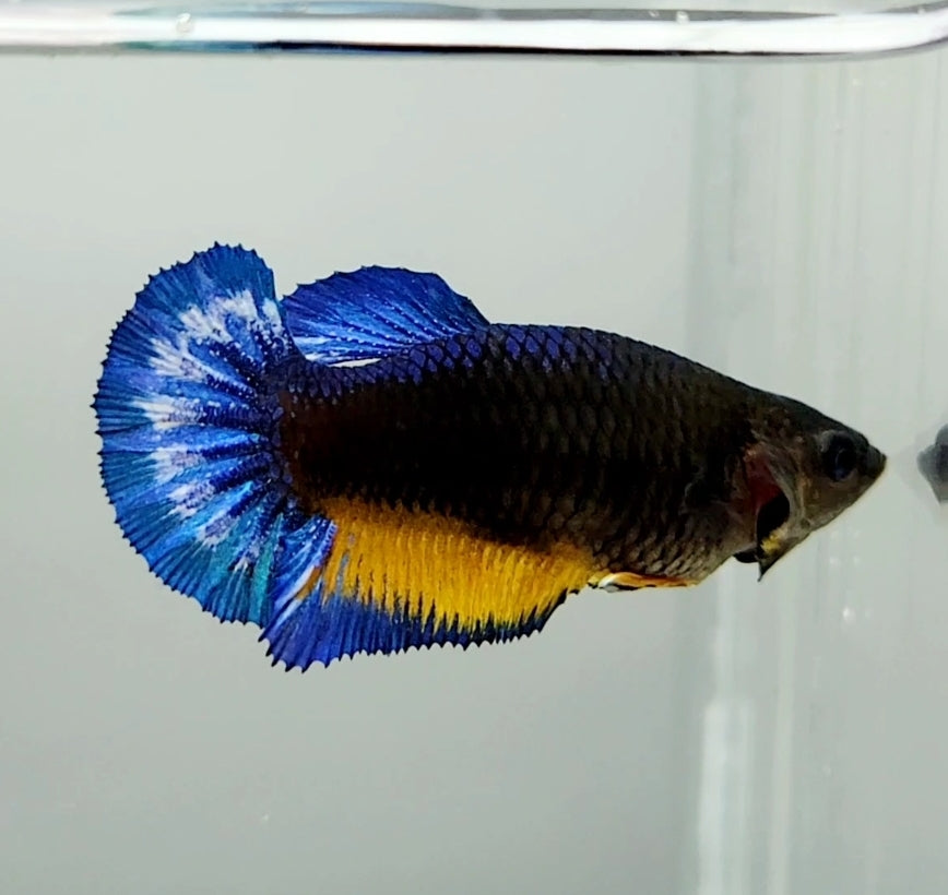 Mustard Gas Female Betta Fish MG0812 — JV Betta