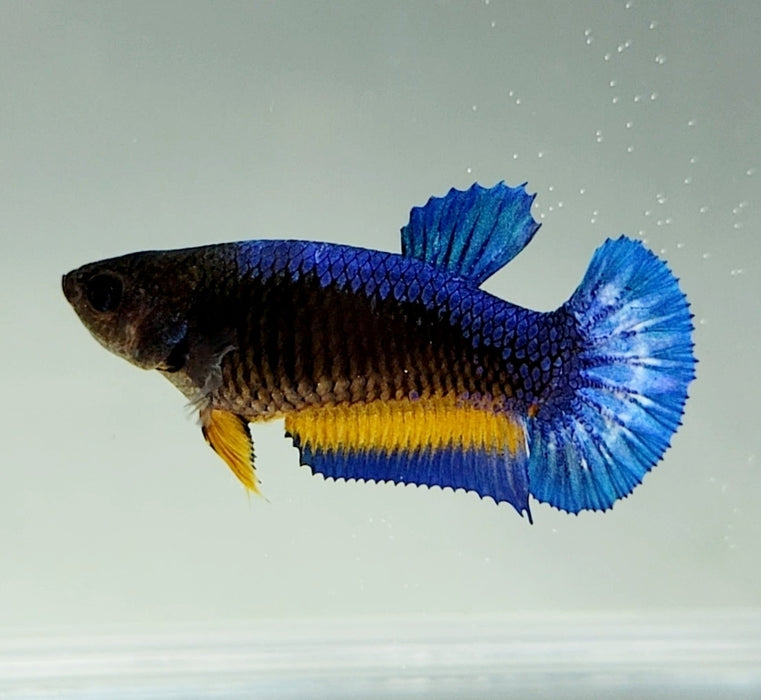 Mustard Gas Female Betta Fish MG-0813 — JV Betta