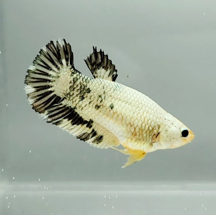 White Copper Koi Female Betta Fish WC-0815