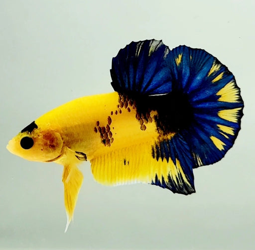 Yellow Hellboy Male Betta Fish YH-0820
