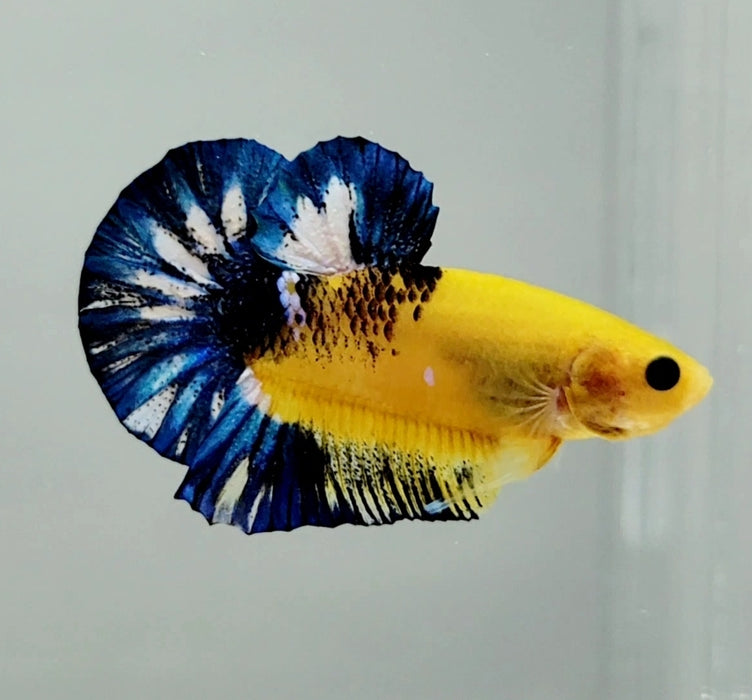 Yellow Hellboy Male Betta Fish YH-0822