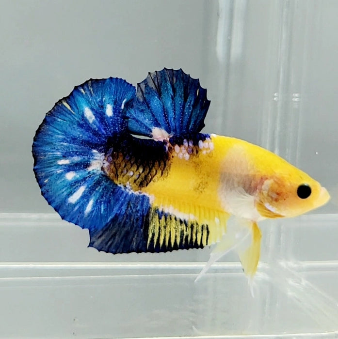 Yellow Hellboy Male Betta Fish YH-0823