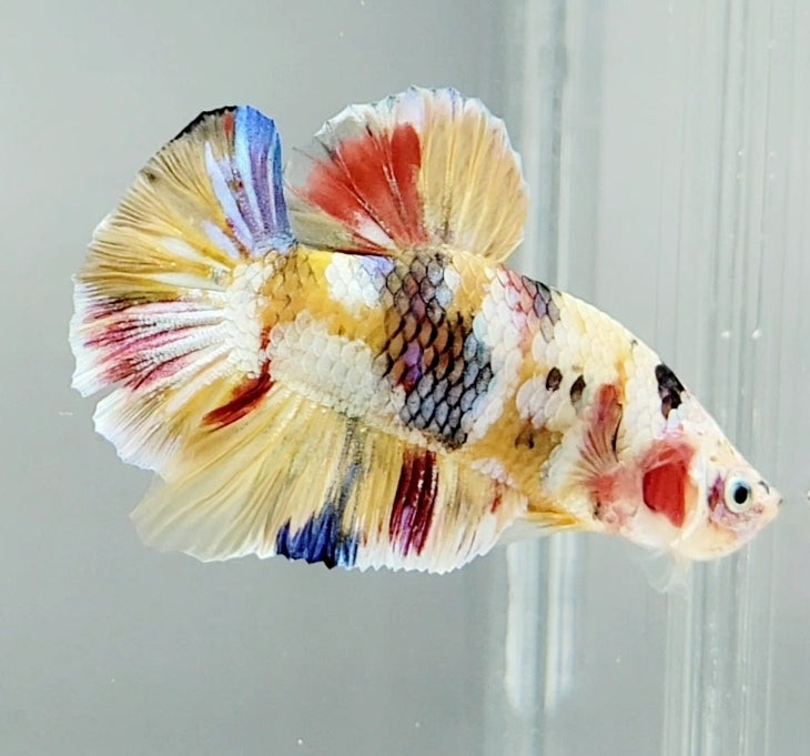 Galaxy Koi Male Betta Fish GK-0824