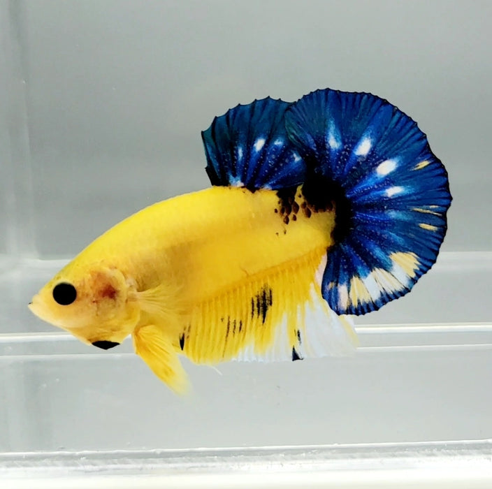 Yellow Hellboy Male Betta Fish YH-0825