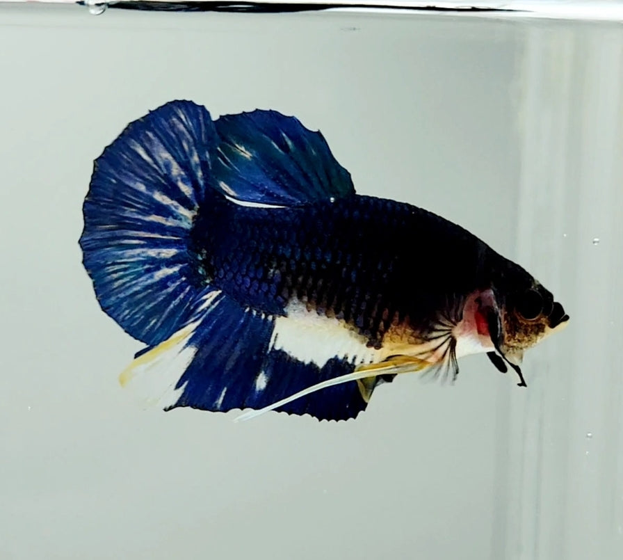 Mustard Gas Male Betta Fish MG0832 — JV Betta