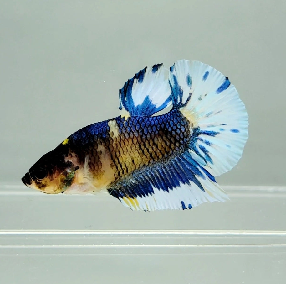 Mustard Gas Male Betta Fish MG0833 — JV Betta