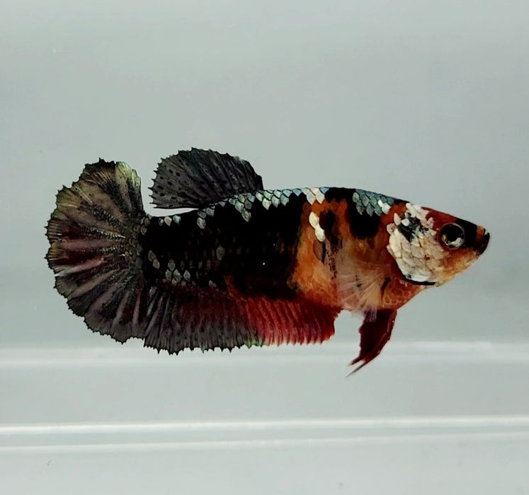 Red Copper Koi Female Betta Fish RK-0837