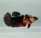 Red Copper Koi Female Betta Fish RK-0837