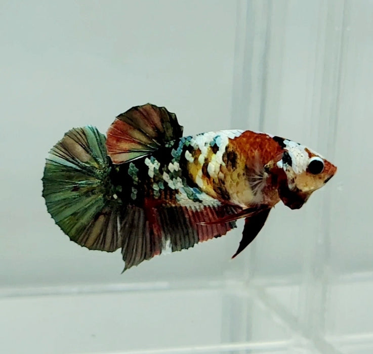 Red Copper Koi Female Betta Fish RC-0838
