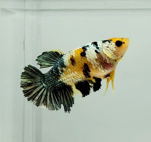 Yellow Copper Koi Female Betta Fish YK-0839