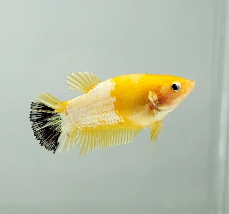 Yellow Copper Koi Female Betta Fish YK-0842