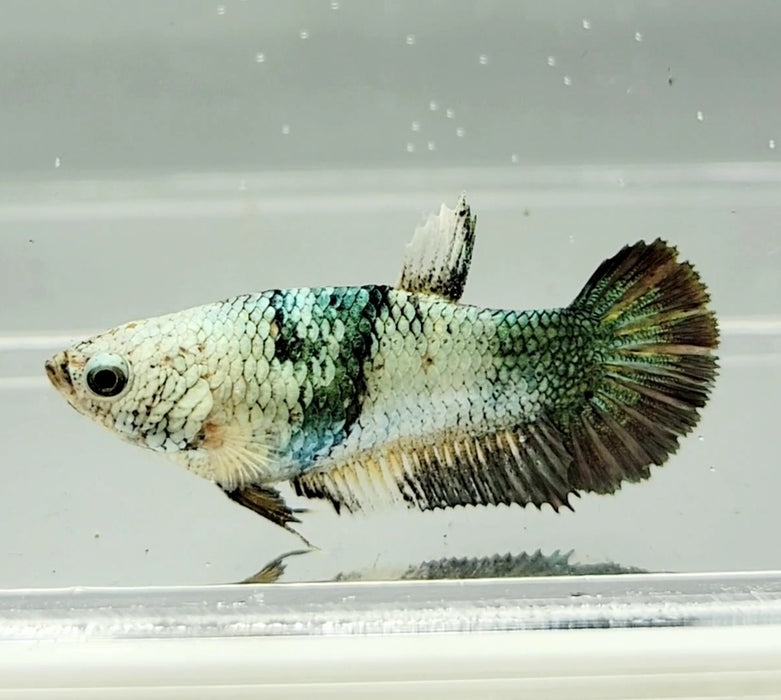 Avatar Copper Female Betta Fish AC-0848