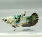 Avatar Copper Female Betta Fish AC-0848