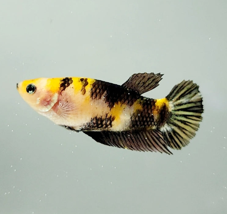 Yellow Copper Koi Female Betta Fish YK-0843