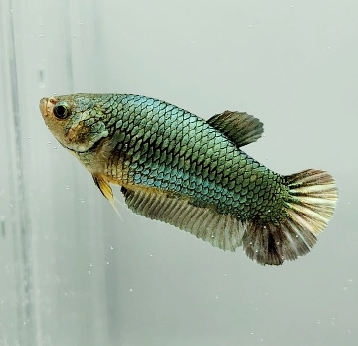 Avatar Copper Female Betta Fish AC-0848 — JV Betta