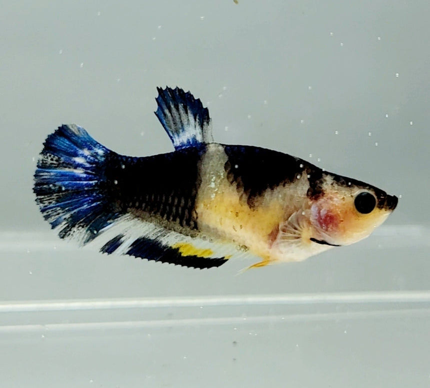 Mustard Gas Female Betta Fish MG0844 — JV Betta