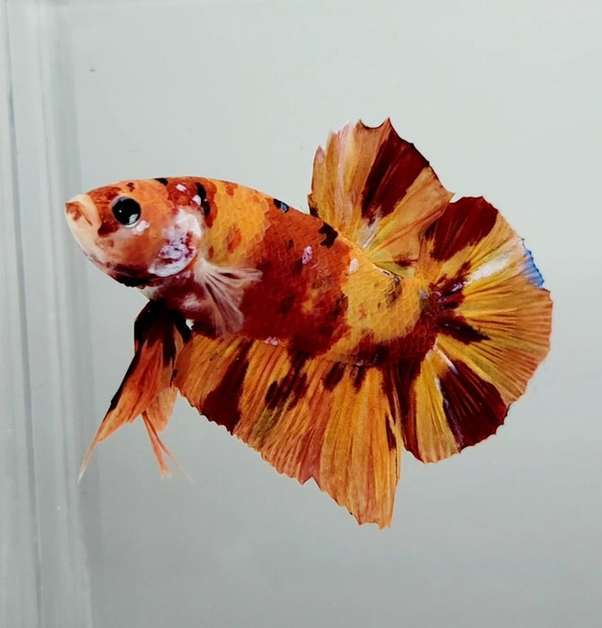 Giant Nemo Koi Male Betta Fish GB-0850