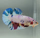 Giant Galaxy Koi Male Betta Fish GB-0855