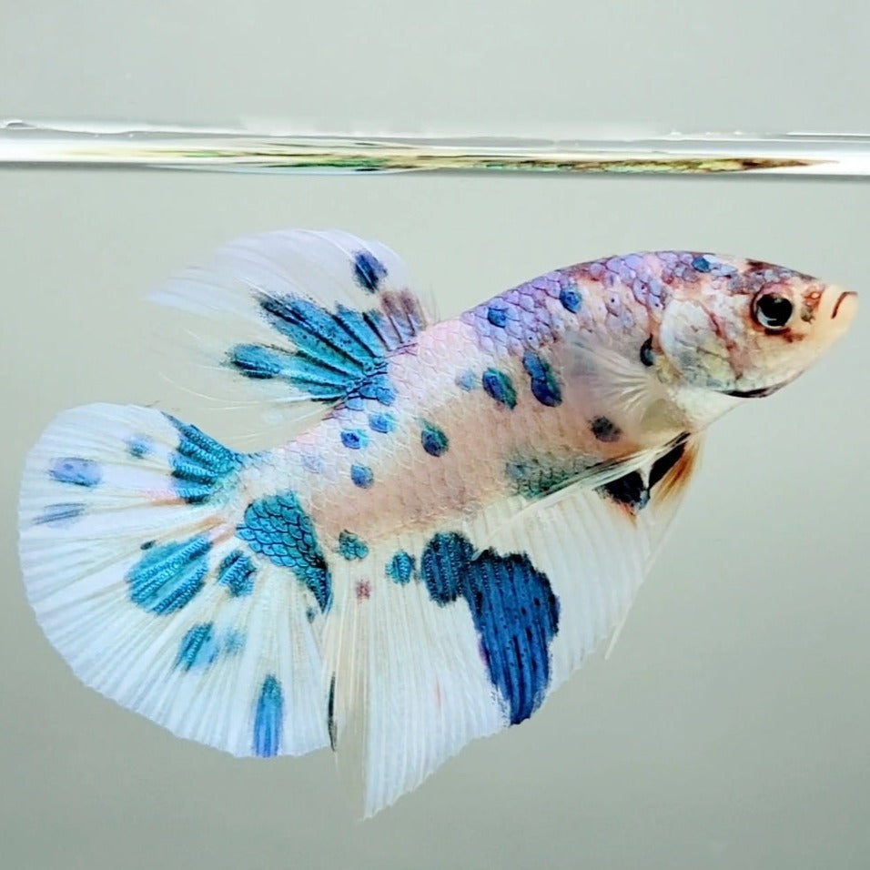 Giant Candy Marble Koi Male Betta Fish GB-0859 — JV Betta