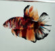 Giant Galaxy Koi Female Betta Fish GB-0861