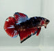 Giant Red Devil Koi Male Betta Fish GB-0864