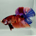 Giant Galaxy Koi Male Betta Fish GB-0868