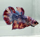 Giant Candy Tigerfin Koi Male Betta Fish GB-0873