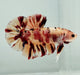 Giant Tigerfin Koi Betta Fish GB-0874