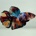Giant Galaxy Koi Female Betta Fish GB-0875