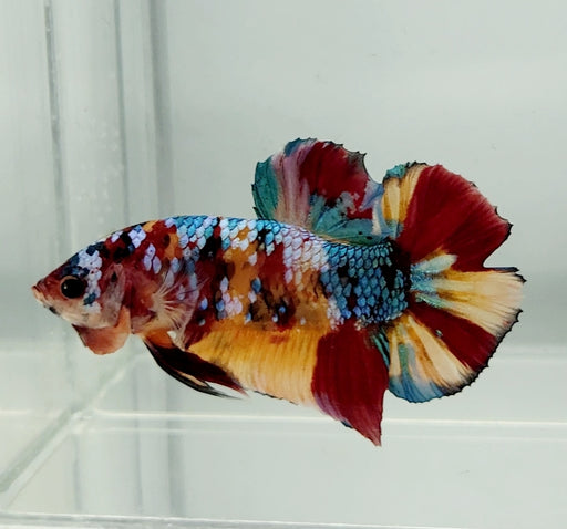 Giant Galaxy Koi Female Betta Fish GB-0876