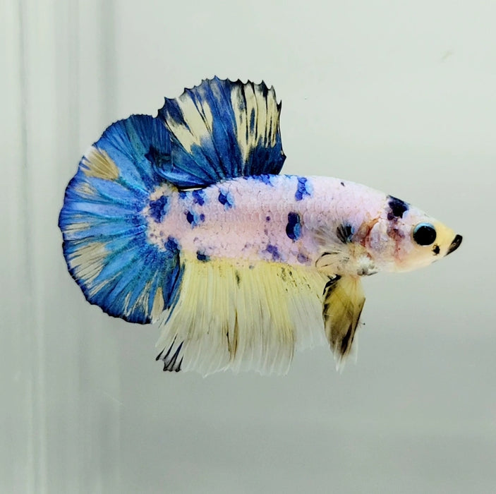 Blue Marble Koi Male Betta Fish GK-0882